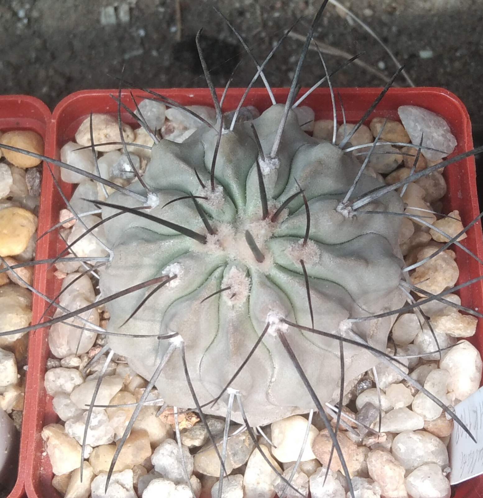 Copiapoa dealbata BCKH1408 -cube-8cm-своє коріння-