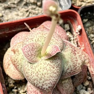 crassula hemisphaerica