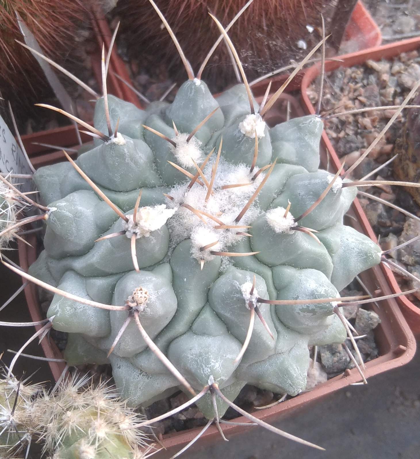 Thelocactus rinconensis SB301 -cube-9cm- колекційний-