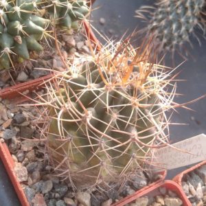 Pyrrhocactus curvispinus v. mostazalensis -Piltz- cube-6cm-