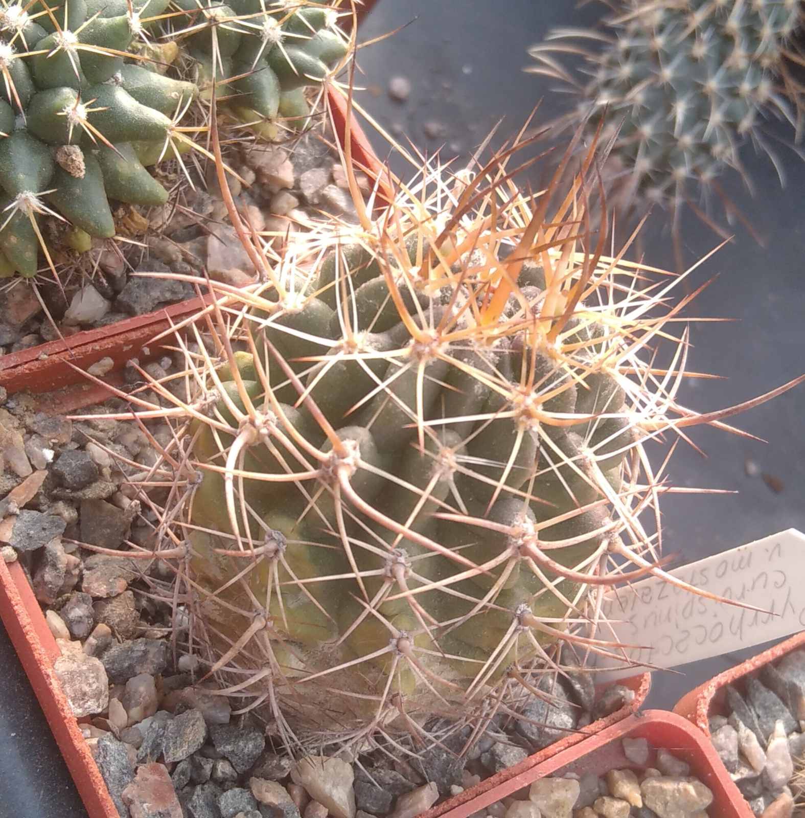 Pyrrhocactus curvispinus v. mostazalensis -Piltz- cube-6cm-