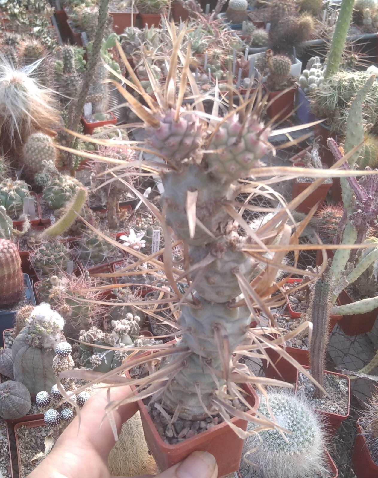 Tephrocactus art. v. papyracanthus -cube-5cm-