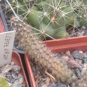 Austrocactus hibernus KFF1107 -вкорінений пагін -