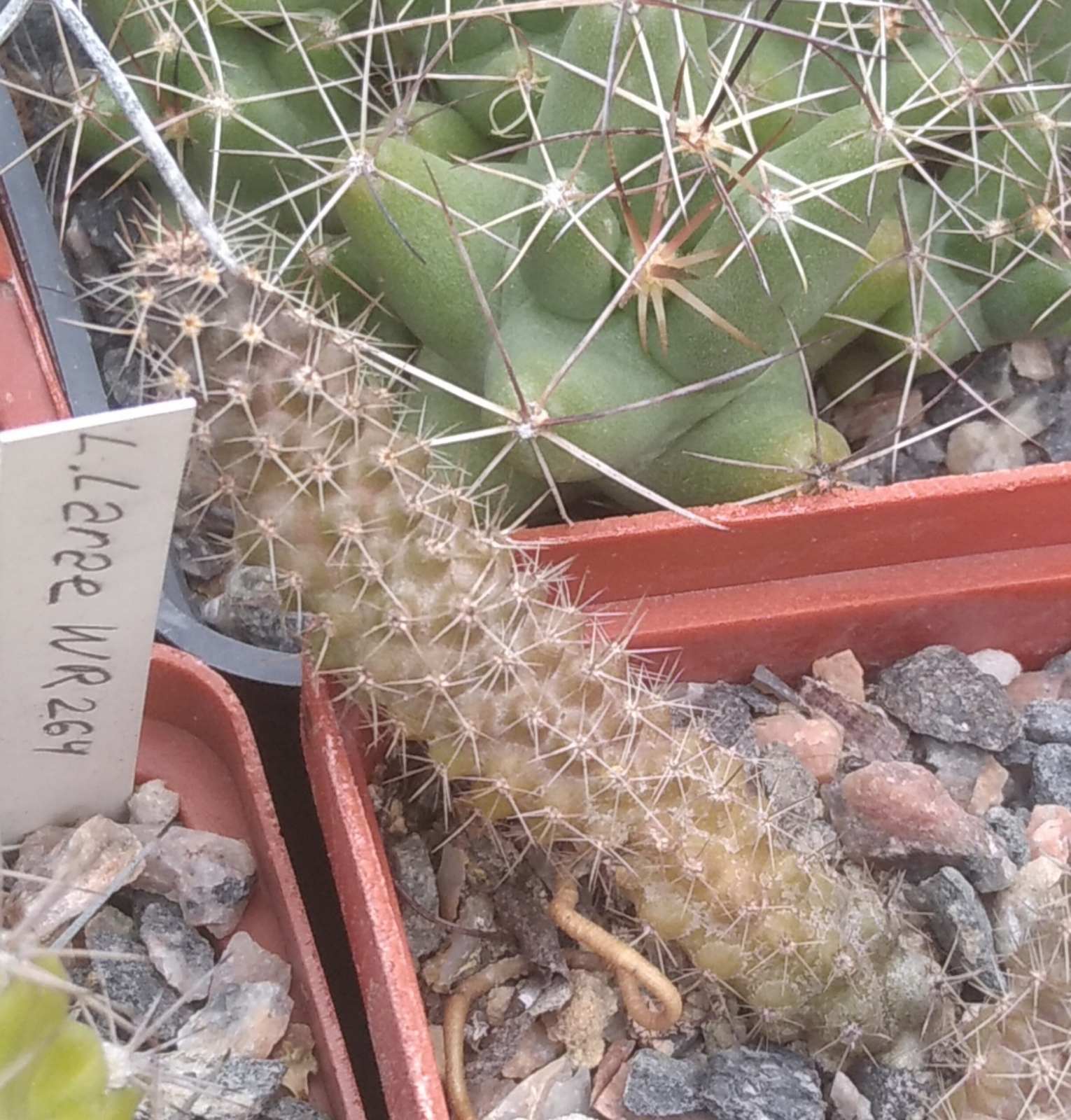 Austrocactus hibernus KFF1107 -вкорінений пагін -