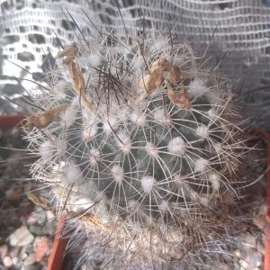 Gymnocalycium saueri v. nelisae -cube-5cm-