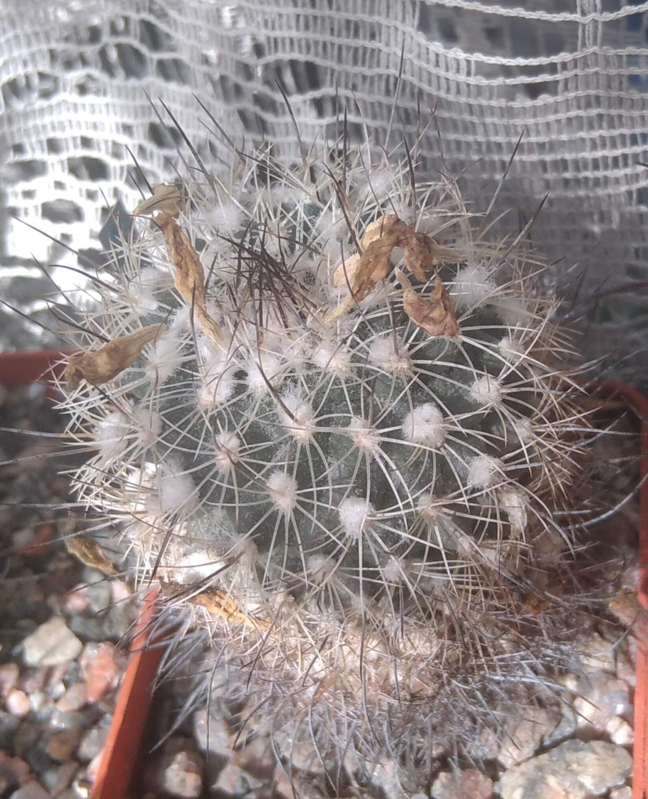 Gymnocalycium saueri v. nelisae -cube-5cm-