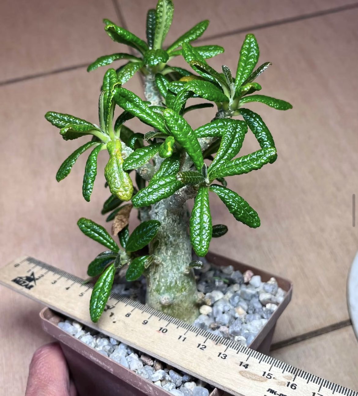 dorstenia gigas