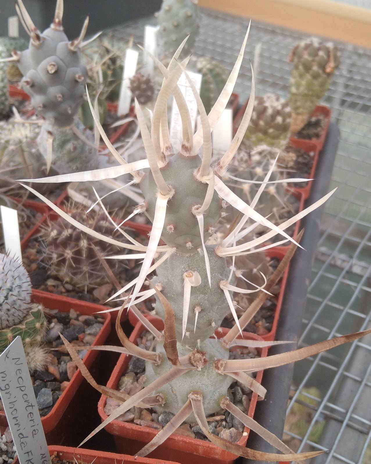 Tephrocactus art. v. papyracanthus -cube-6cm-