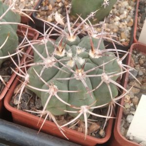 Gymnocalycium ferox -cube-7cm-
