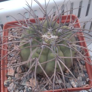 Gymn. spegazzinii v. horizontalonius -cube-8cm- колекційний-