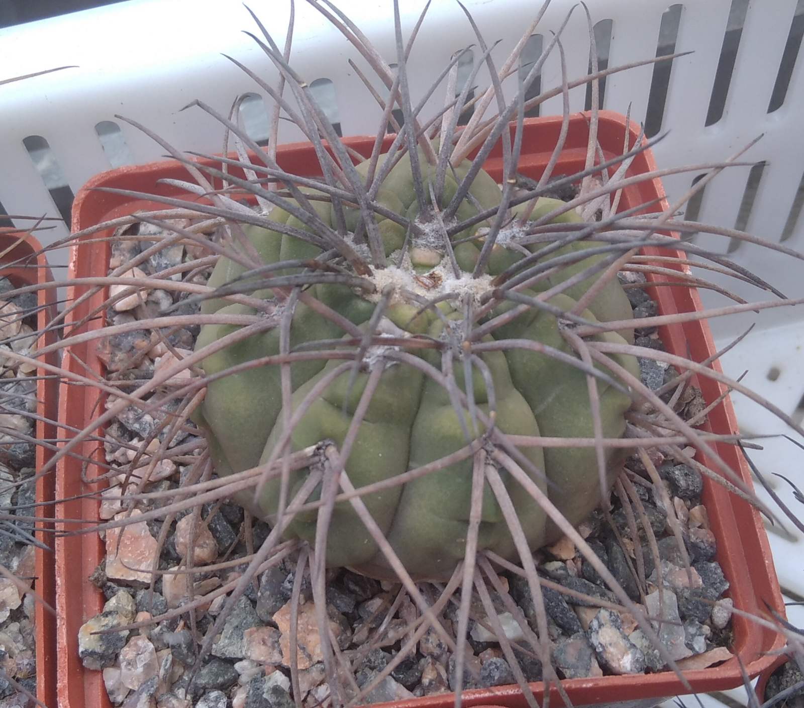 Gymn. spegazzinii v. horizontalonius -cube-8cm- колекційний-