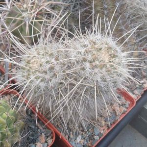Mammillaria nejapensis v. longispina -cube-8cm-двійня  -колекційна рослина-
