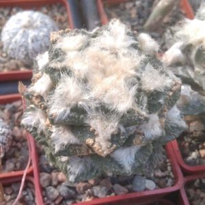 Ariocarpus cv."Godzilla" -cube-7cm- щепа на потужний юсберт-