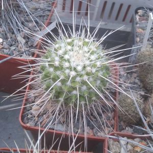 Mammillaria nejapensis v. longispina -cube-8cm-