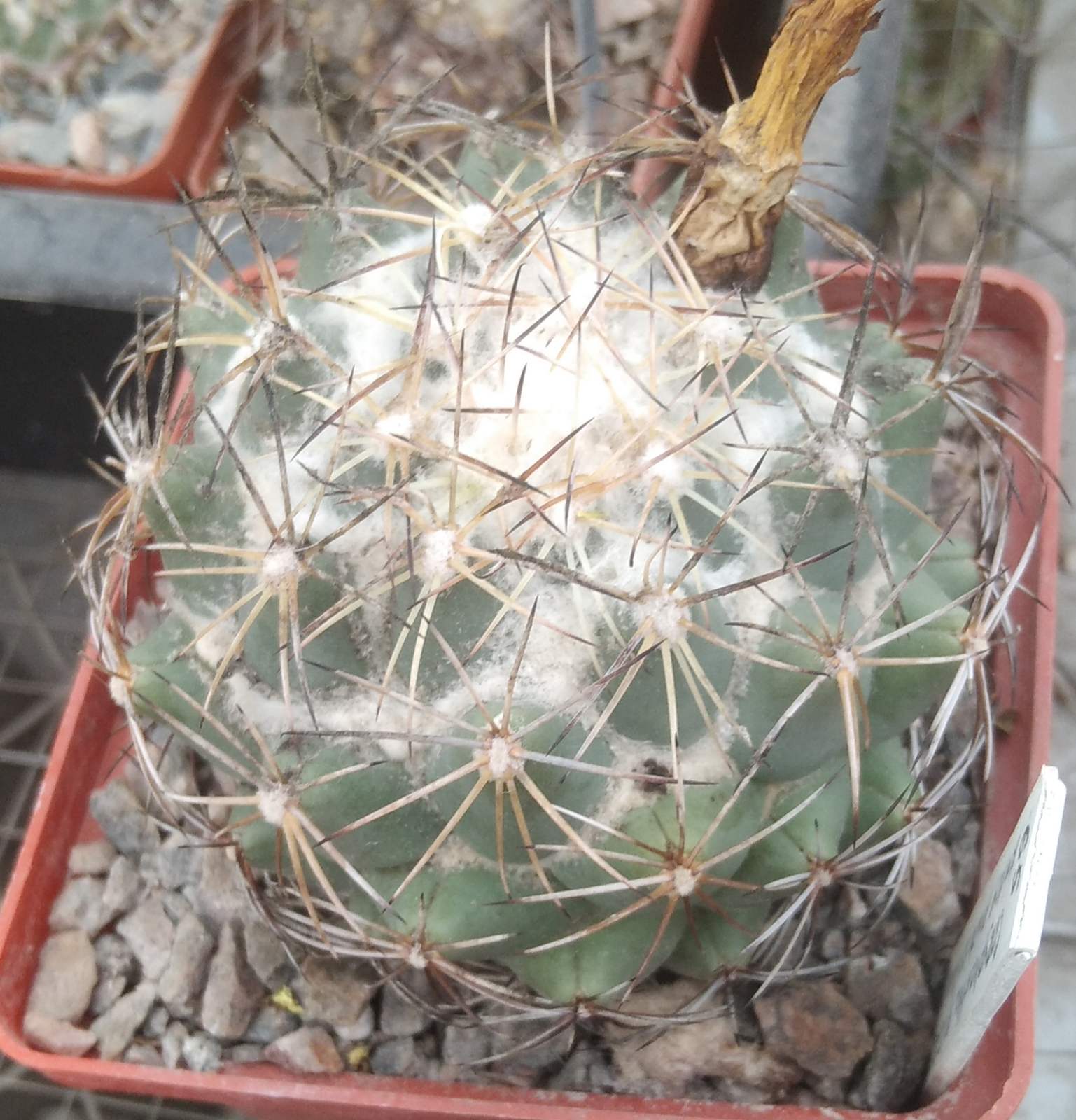 Coryphantha cornifera -cube-9cm- крупна багаторічна  рослина-