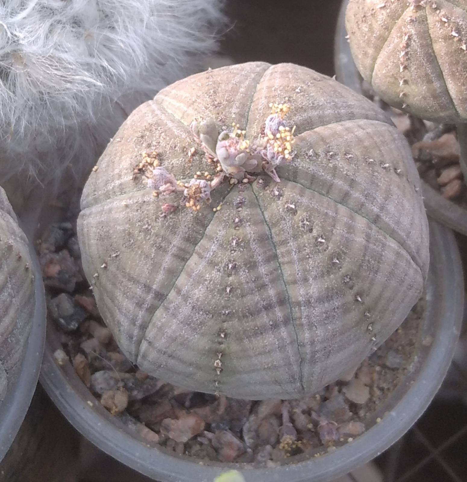 Euphorbia obesa -горщик -5.5 cm- (cіянець)