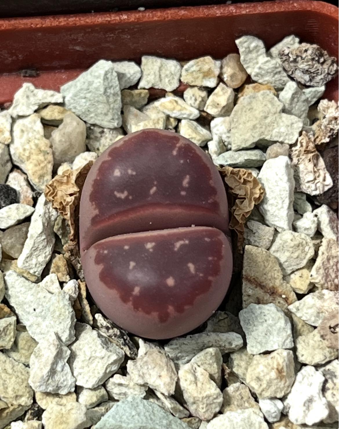 lithops red olive