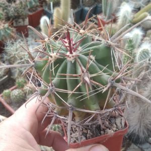 Ferocactus wislizenii v. herrerae SB1867 -Las Guasimas, Son.- MG- cube-6cm-