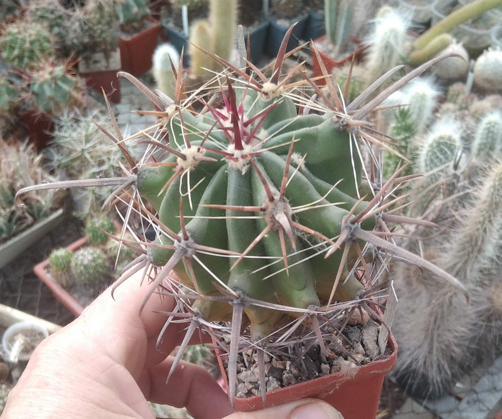Ferocactus wislizenii v. herrerae SB1867 -Las Guasimas, Son.- MG- cube-6cm-