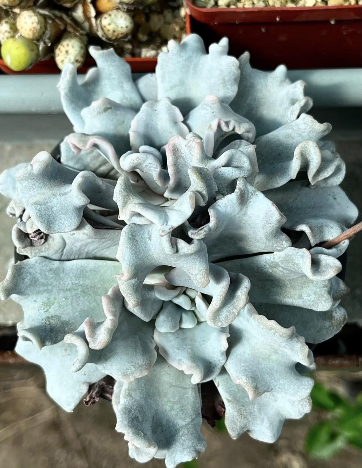 echeveria crispate beauty