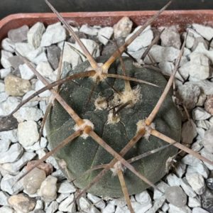 gymnocalycium armatum vs 300