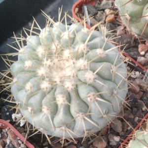 Copiapoa cinerea v. columna-alba JN1926 -cube-6cm- прихована підщепа-