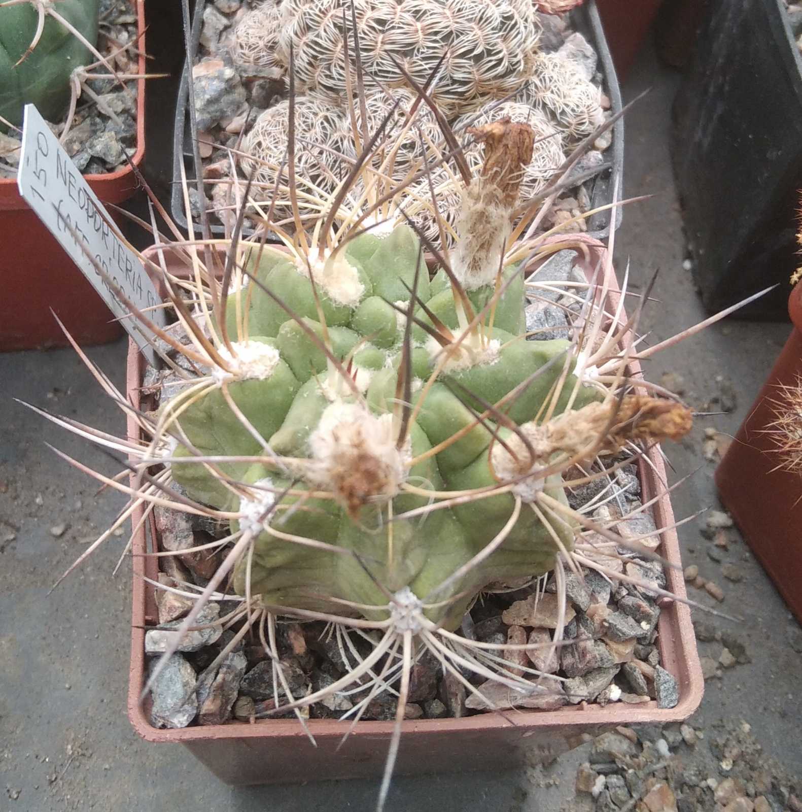 Neoporteria aff. crispa -cube-7cm-
