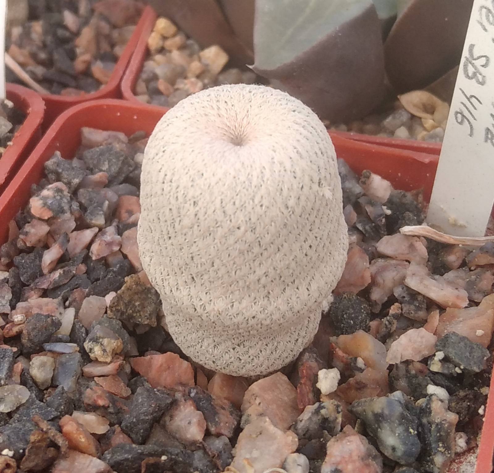 Epithelantha bokei SB416 -cube-6cm- rare miniature-