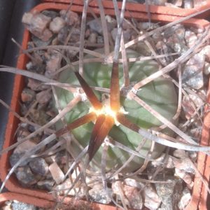 Gymn. cardenasianum v. longispinum -cube-5cm-відбірний!-