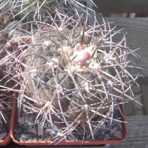Gymnocalycium spegazzinii -cube-8cm-