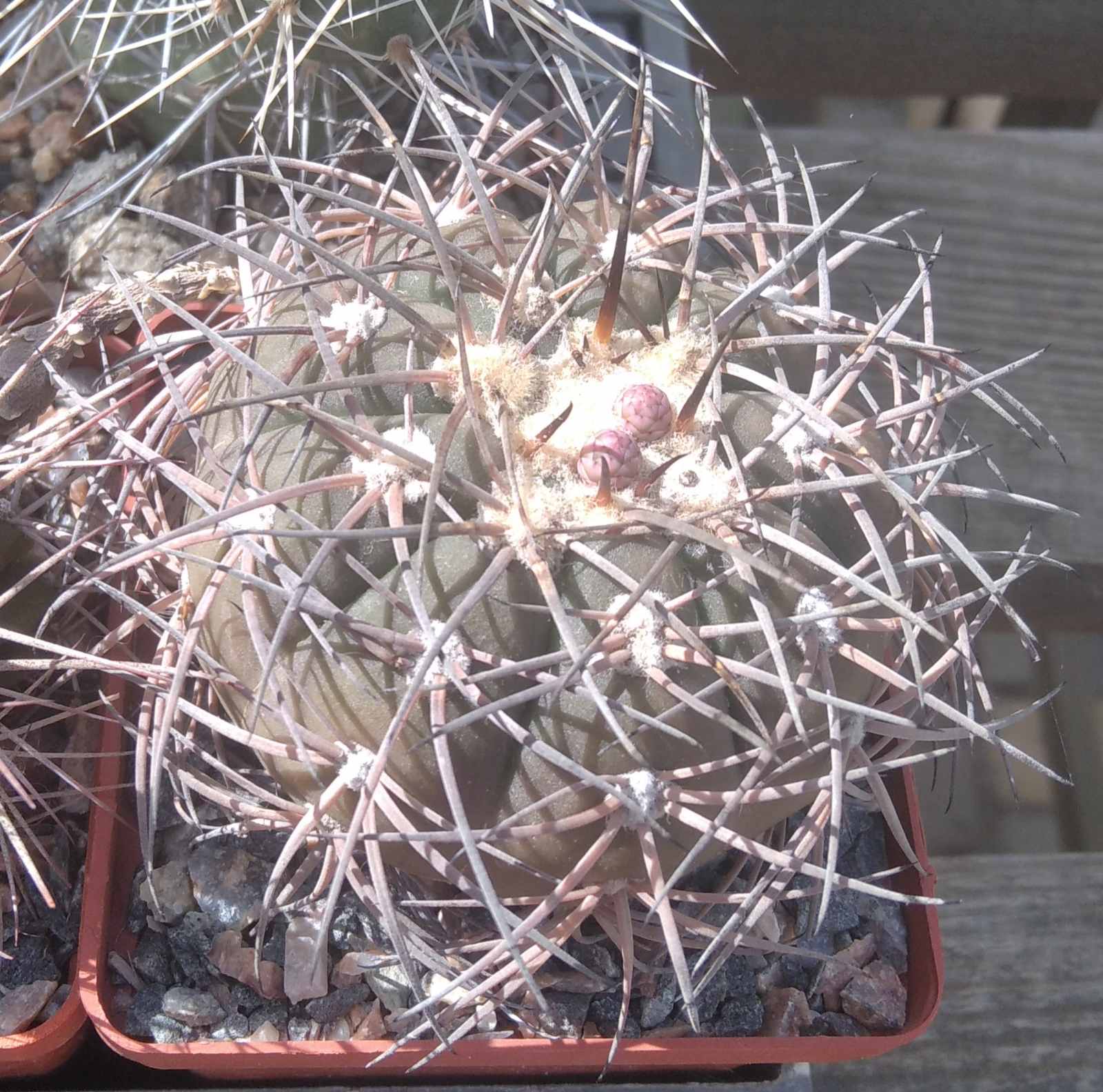 Gymnocalycium spegazzinii -cube-8cm-