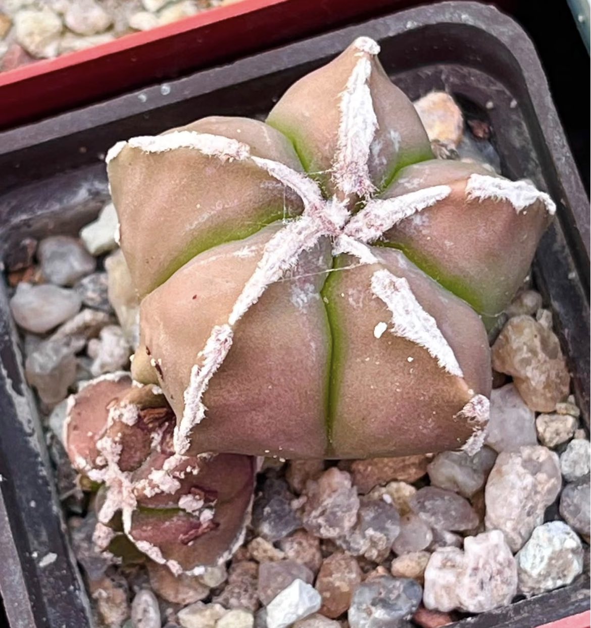 astrophytum hakujo monstrosa
