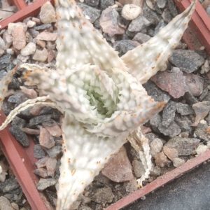 Aloe hybr.-cube-5cm-