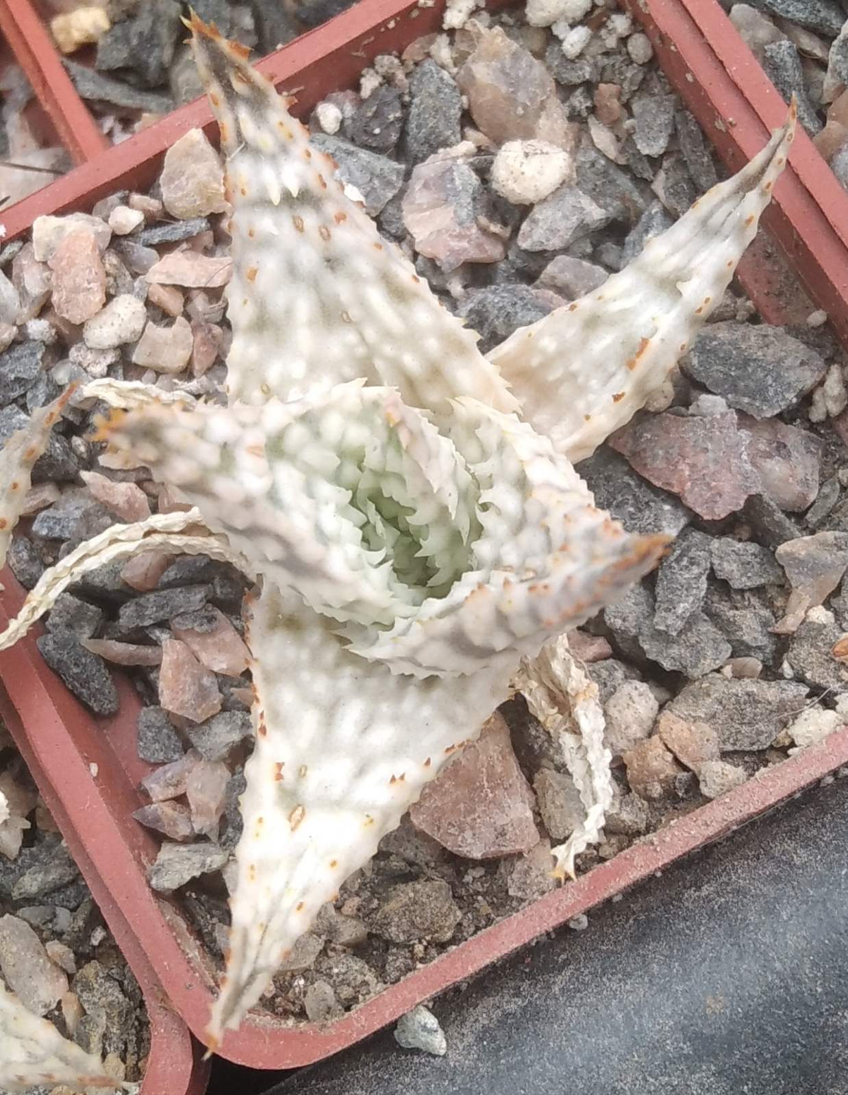Aloe hybr.-cube-5cm-