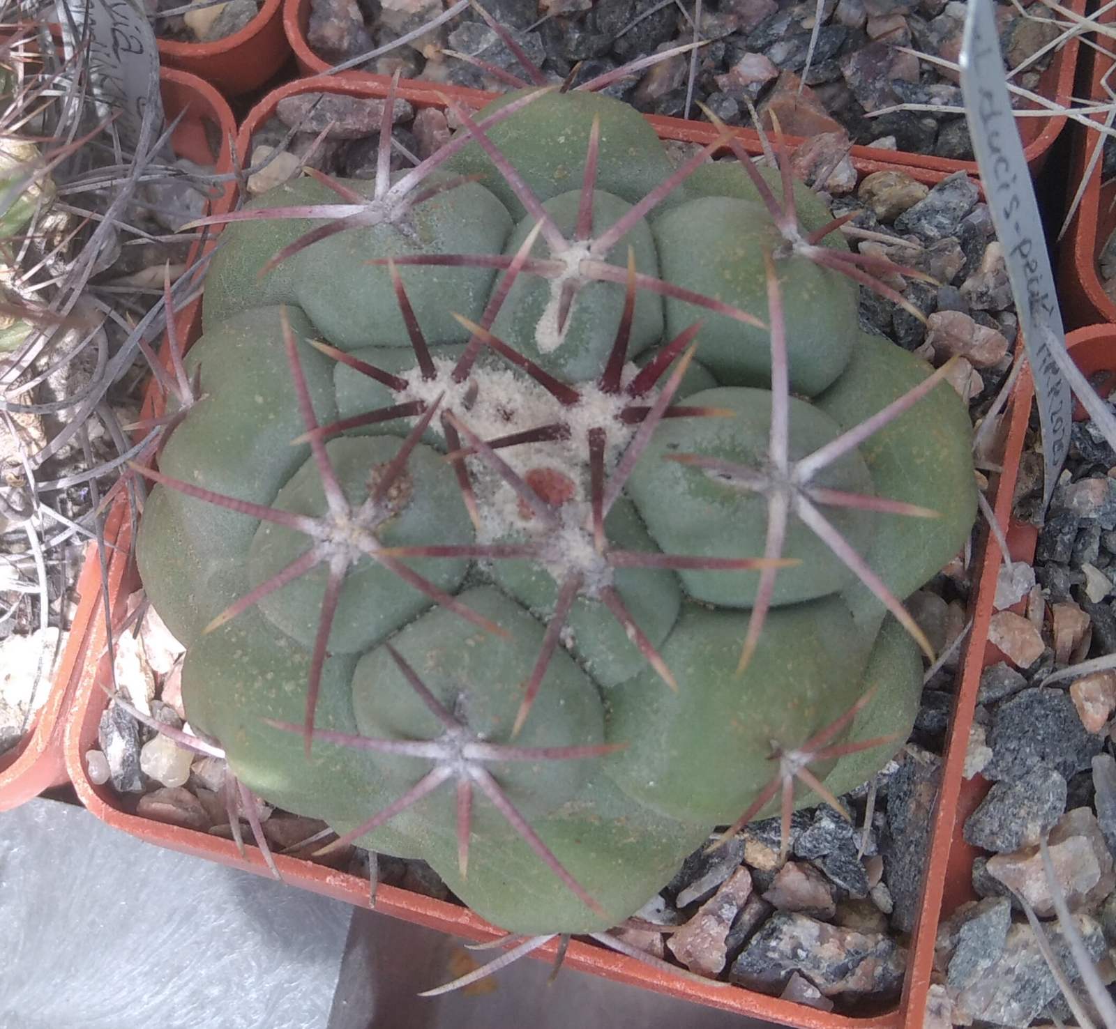 Thelocactus hexaedophorus -cube-6cm-