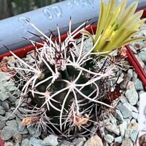 echinocereus davisii