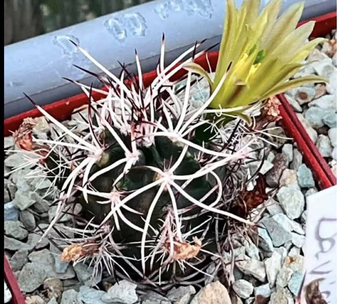echinocereus davisii