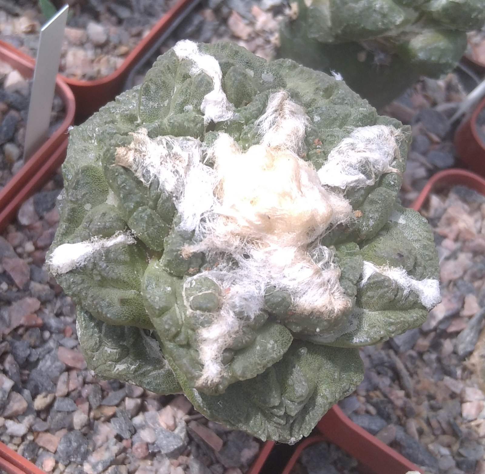 Ariocarpus cv "Godzilla" x fissuratus -cube-7cm- diam. - біля 6см- надійна багаторічна підщепа -