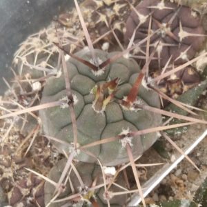 Gymn. asterium  -super spined form-