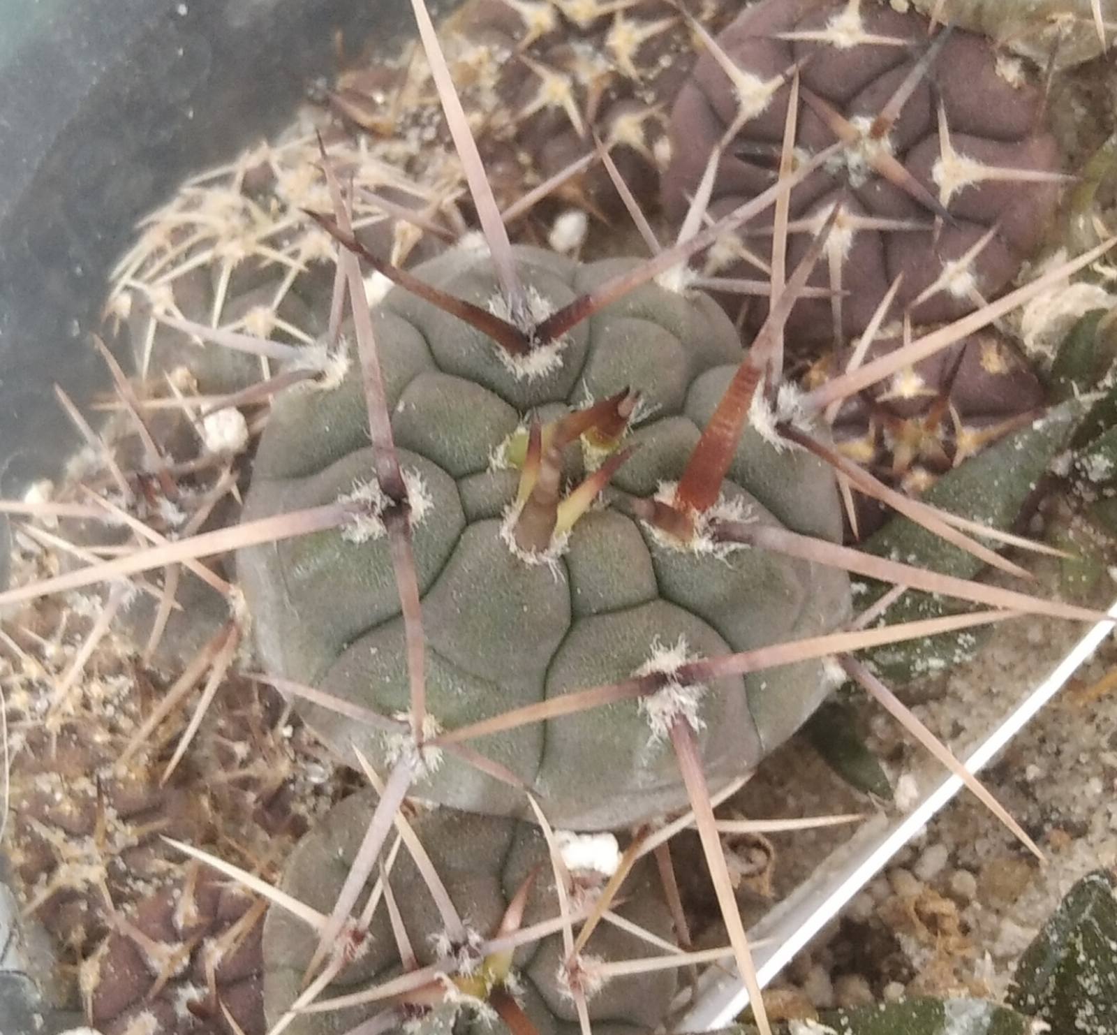 Gymn. asterium  -super spined form-