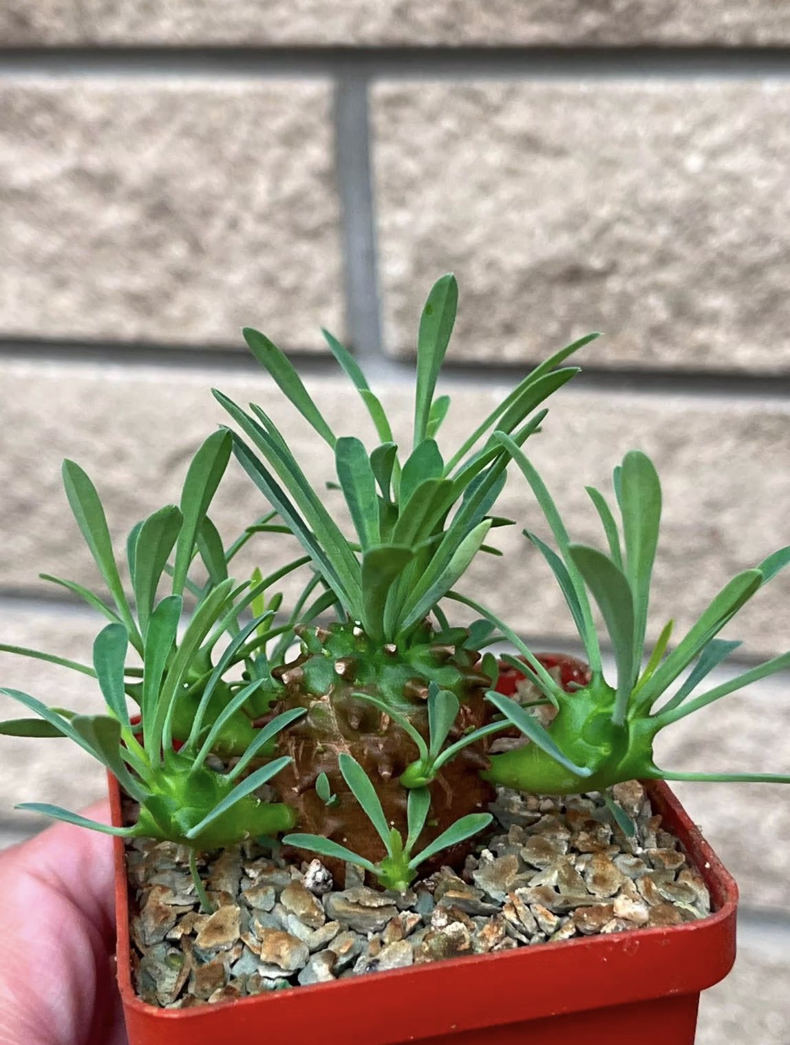 euphorbia juglans