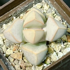 lapidaria margaretae
