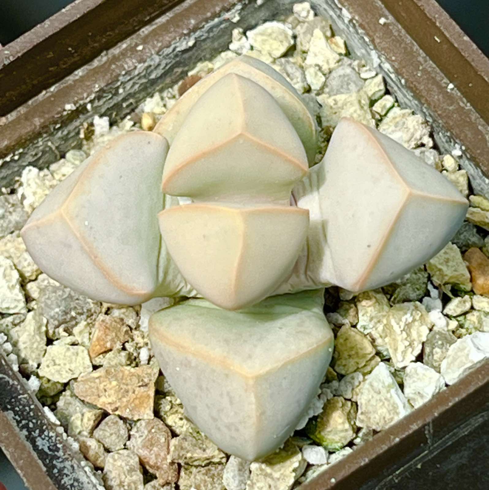 lapidaria margaretae
