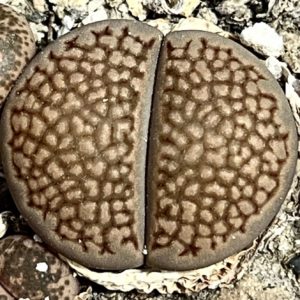 1598 lithops hallii C 52
