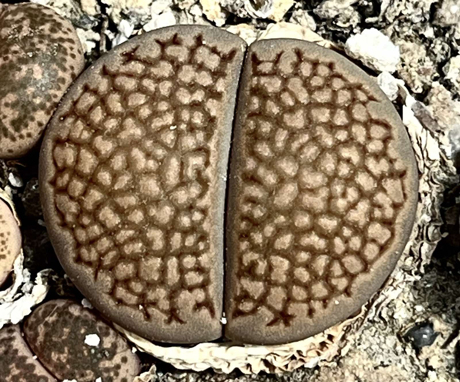 1598 lithops hallii C 52