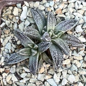 nananthus margaritifera