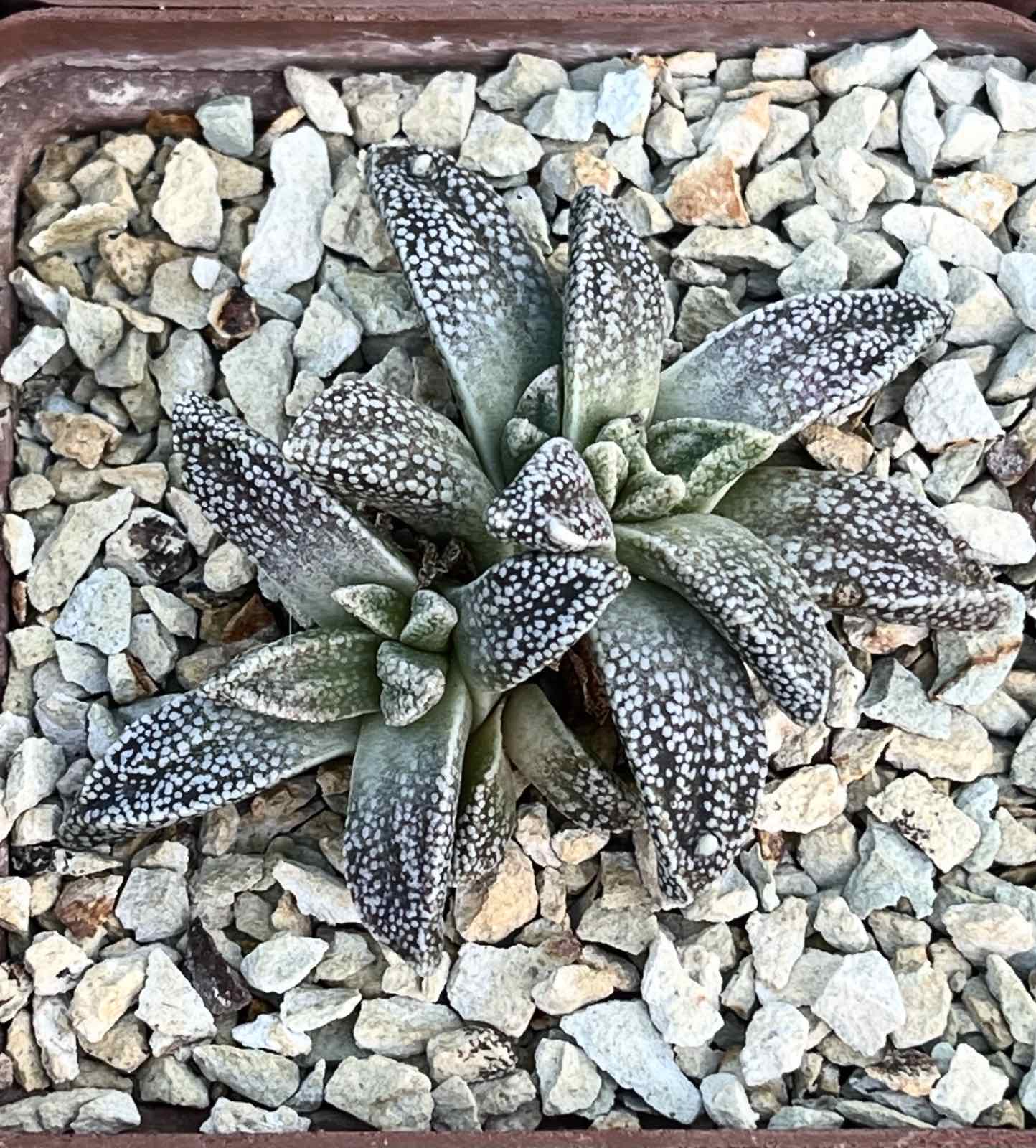 nananthus margaritifera