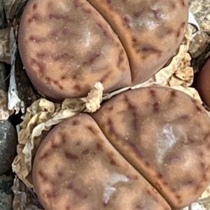 lithops bromfieldii c40