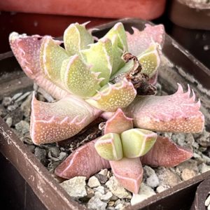 faucaria tigrina