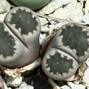 lithops salicola